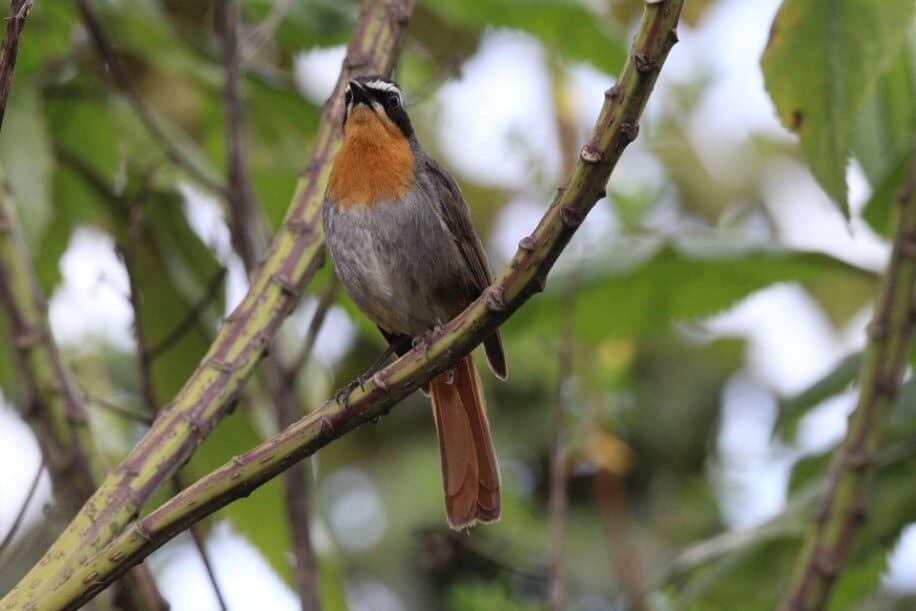 Cape Robin-Chat