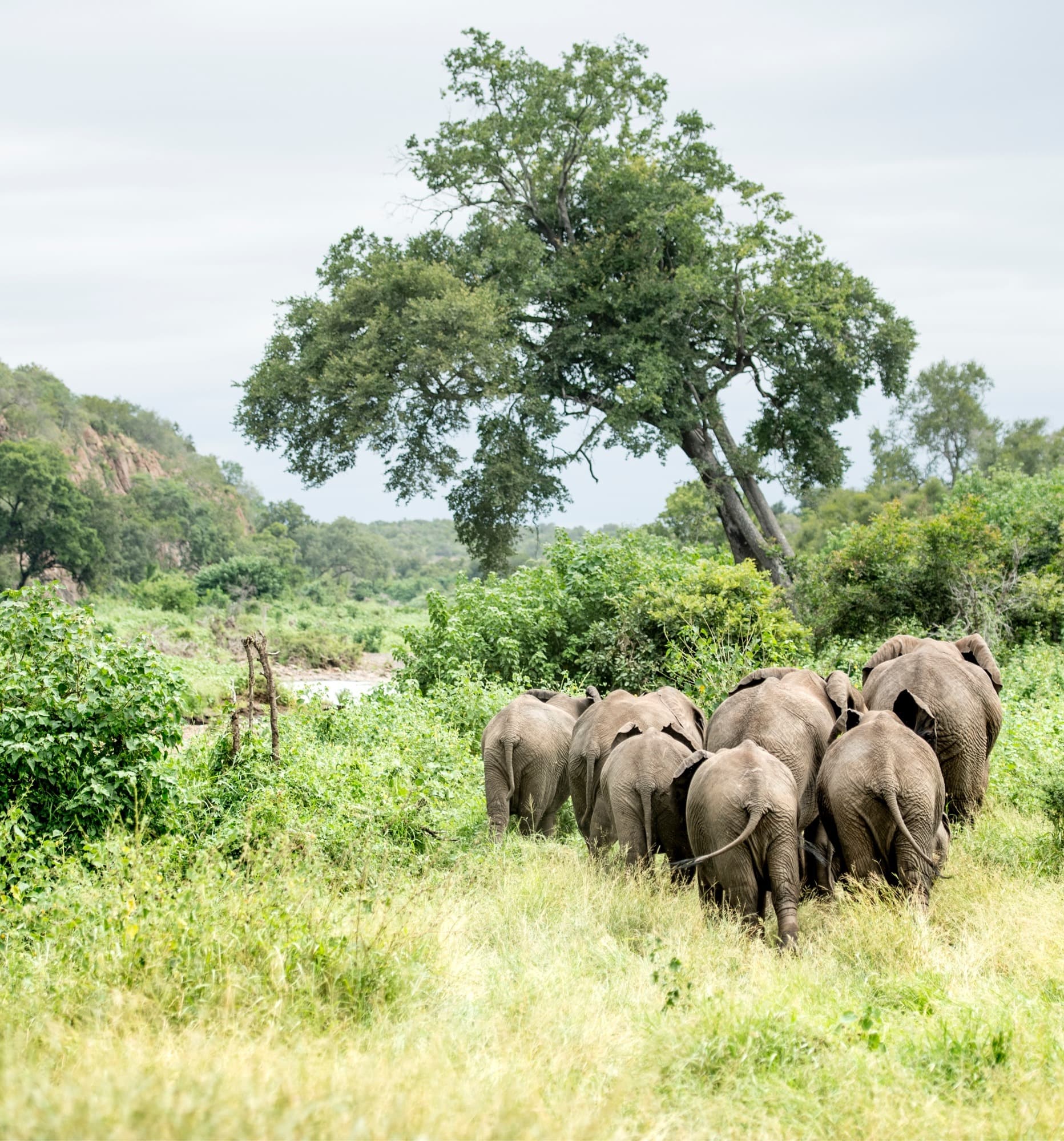 Elephants in Africa