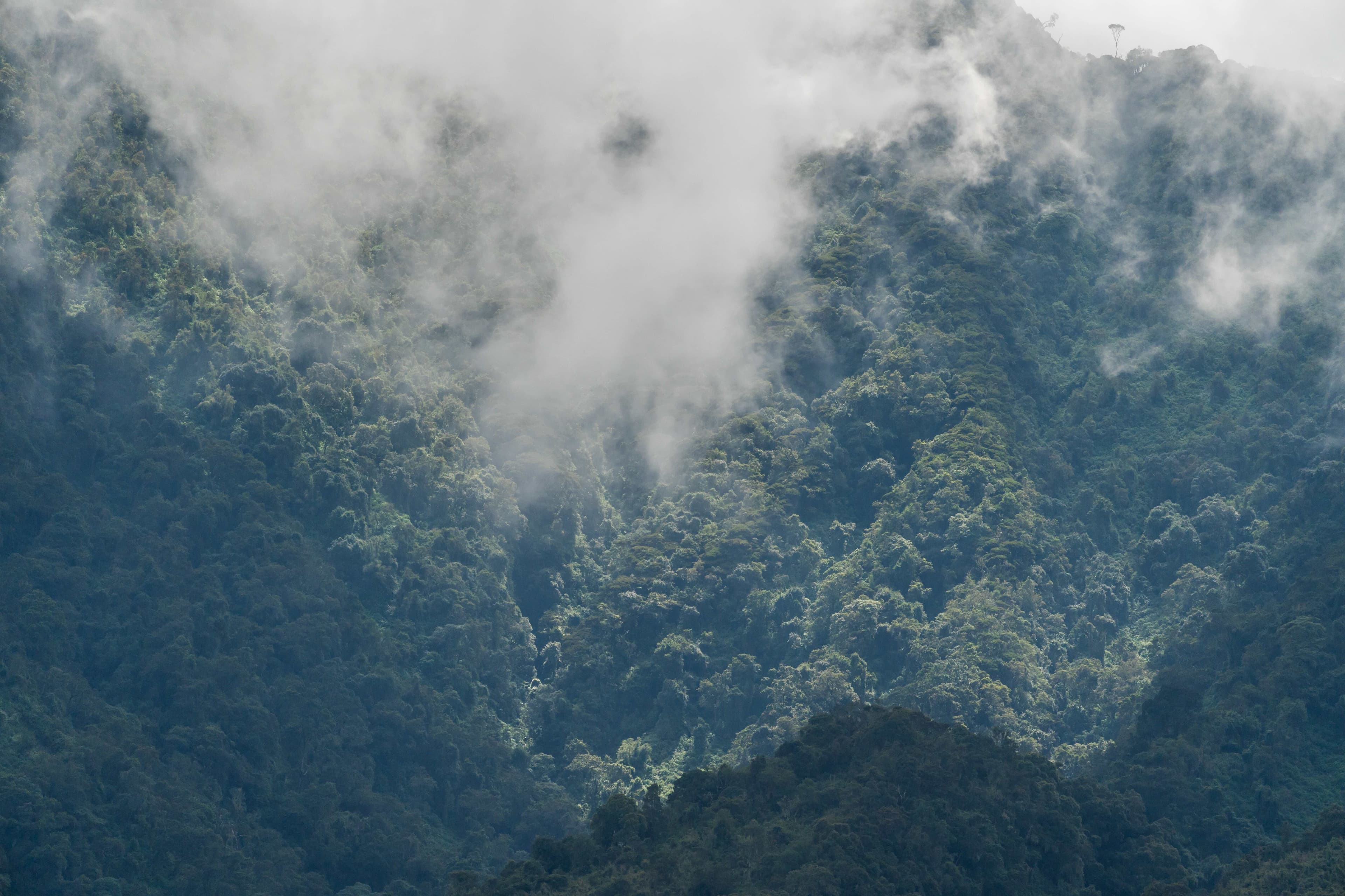 Forested volcano slopes