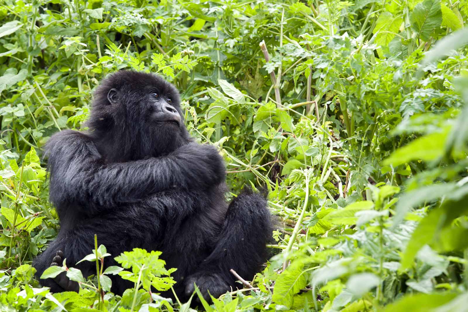 gorillas 1