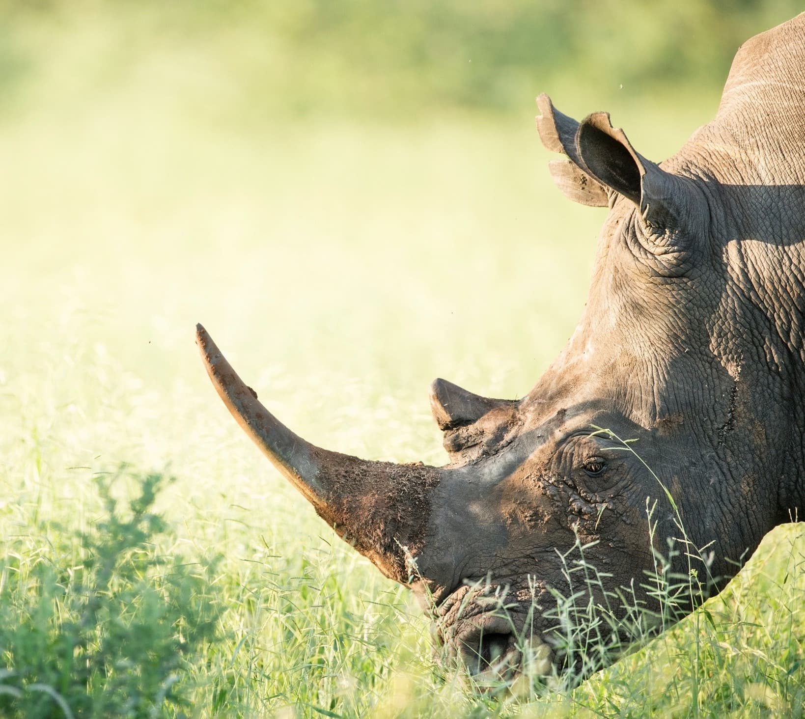 Rhino