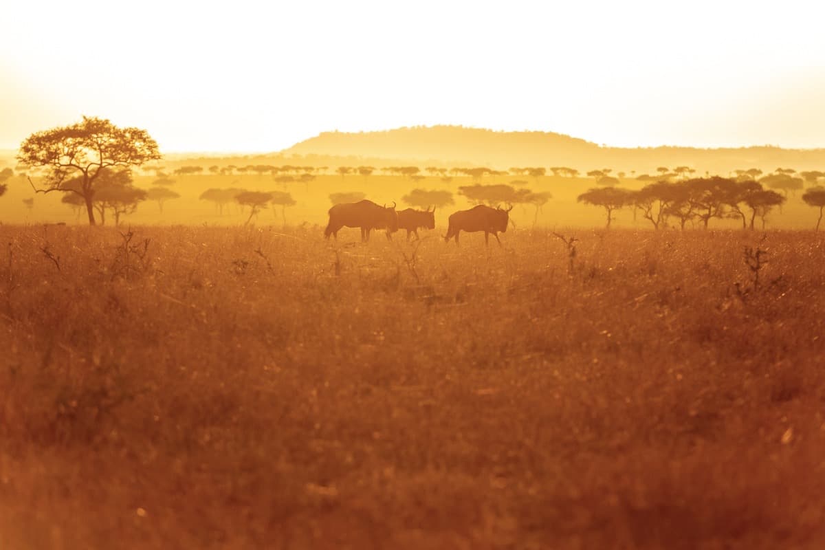 Huge herd of zebra