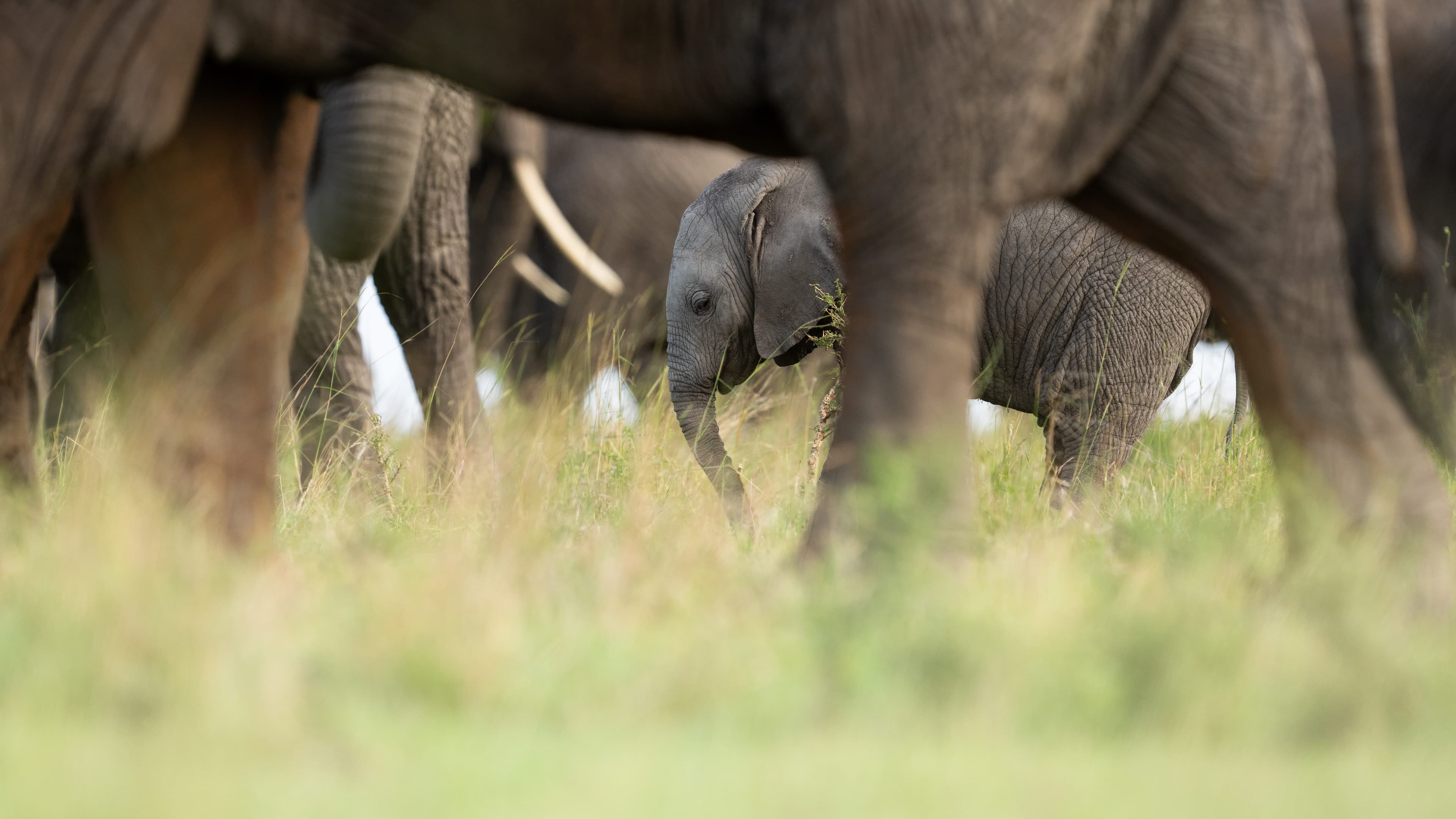Elephant herd and calf