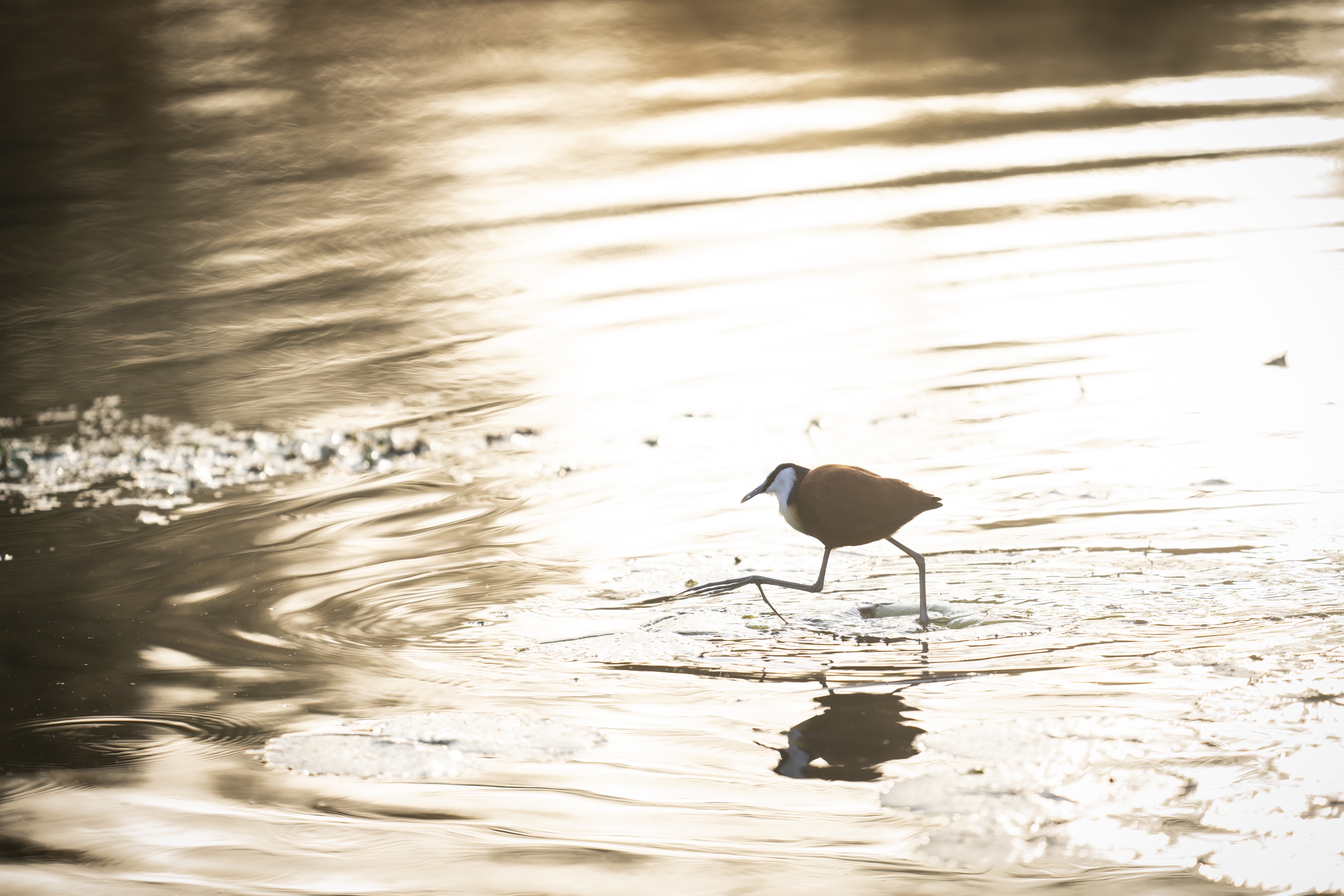 Guest Post: Walter Mabilane on why the birds sing at dawn