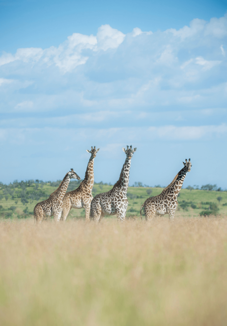 Pamushana