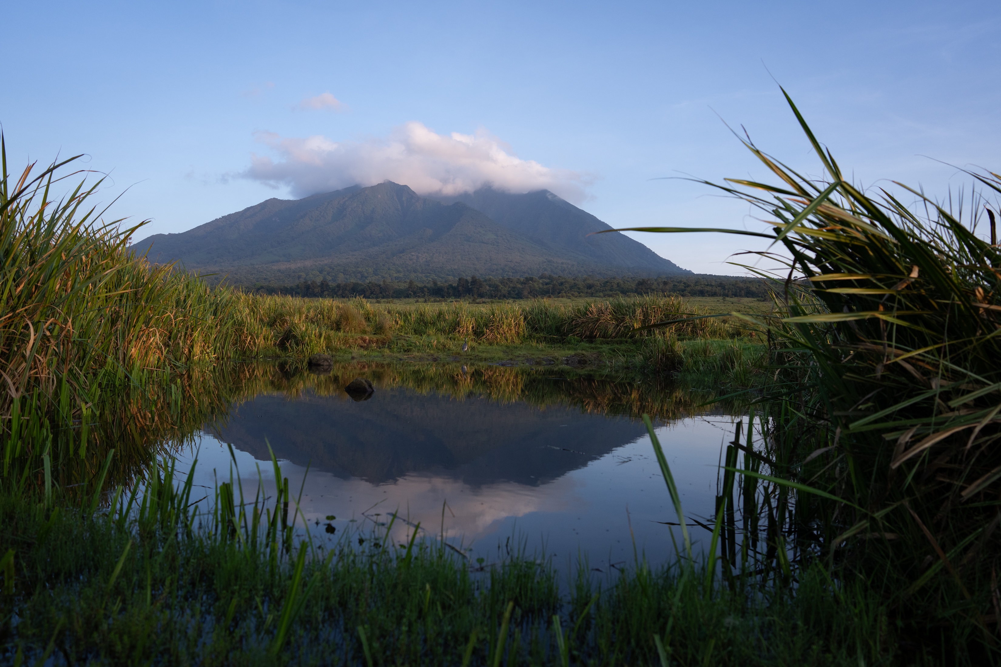 Slow steps towards great growth – rewilding in Rwanda